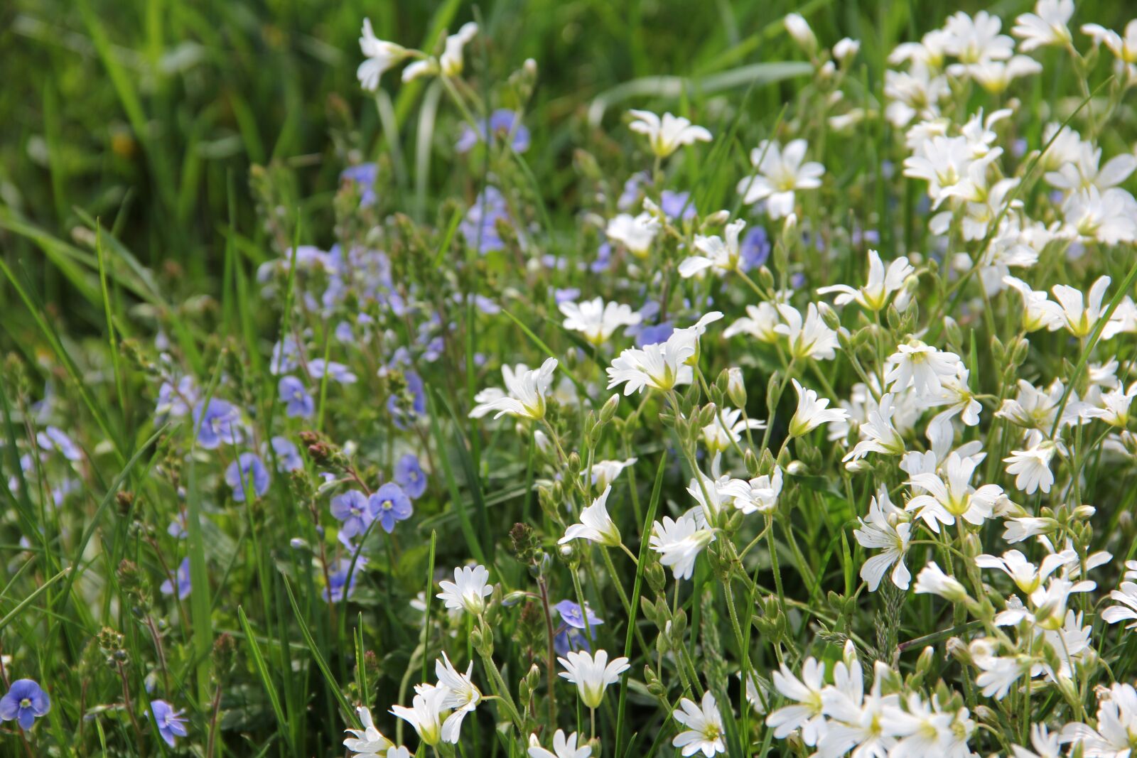 Canon EOS 550D (EOS Rebel T2i / EOS Kiss X4) sample photo. Spring, nature, garden photography