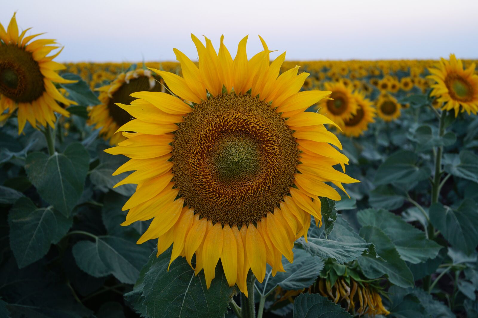 Sony DT 18-55mm F3.5-5.6 SAM II sample photo. Agriculture, flower, summer photography