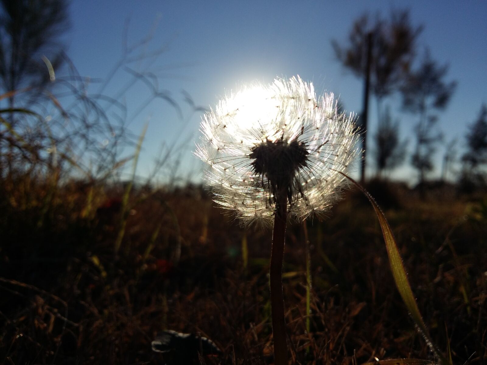 Samsung Galaxy A5 sample photo. Dandelion photography
