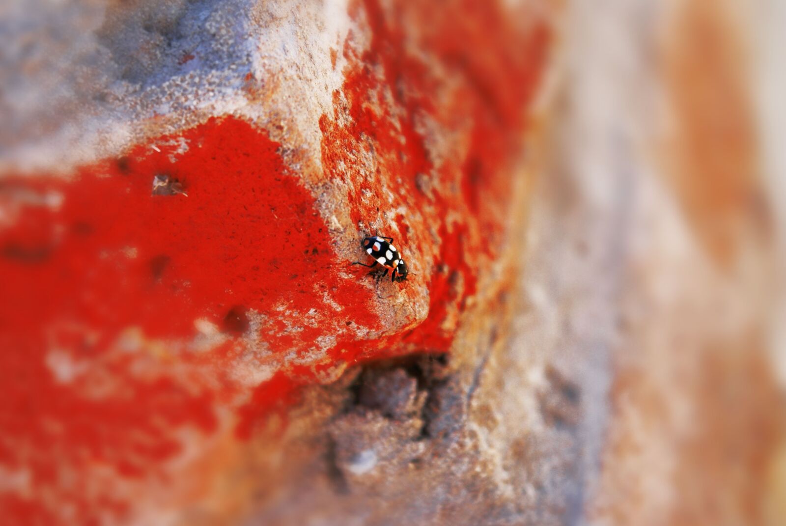 Sony Alpha DSLR-A100 sample photo. Insect, insects, animals photography