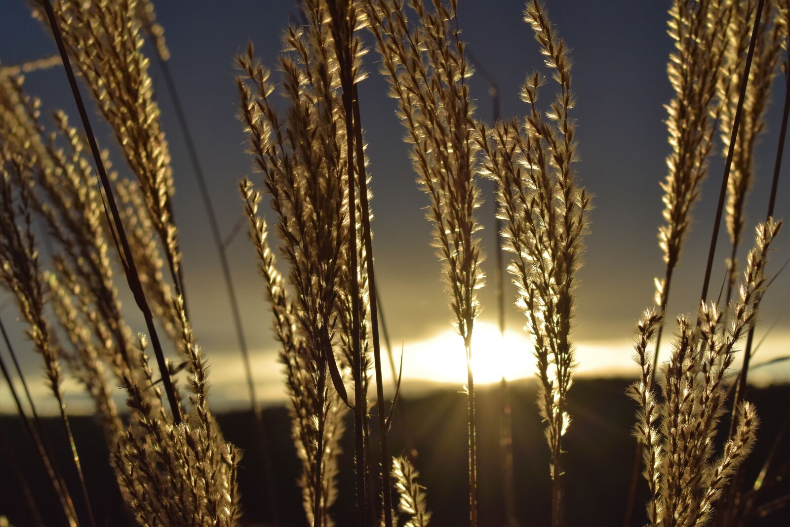 Nikon D5500 sample photo. Morgenrot, morgenstimmung, grasses photography