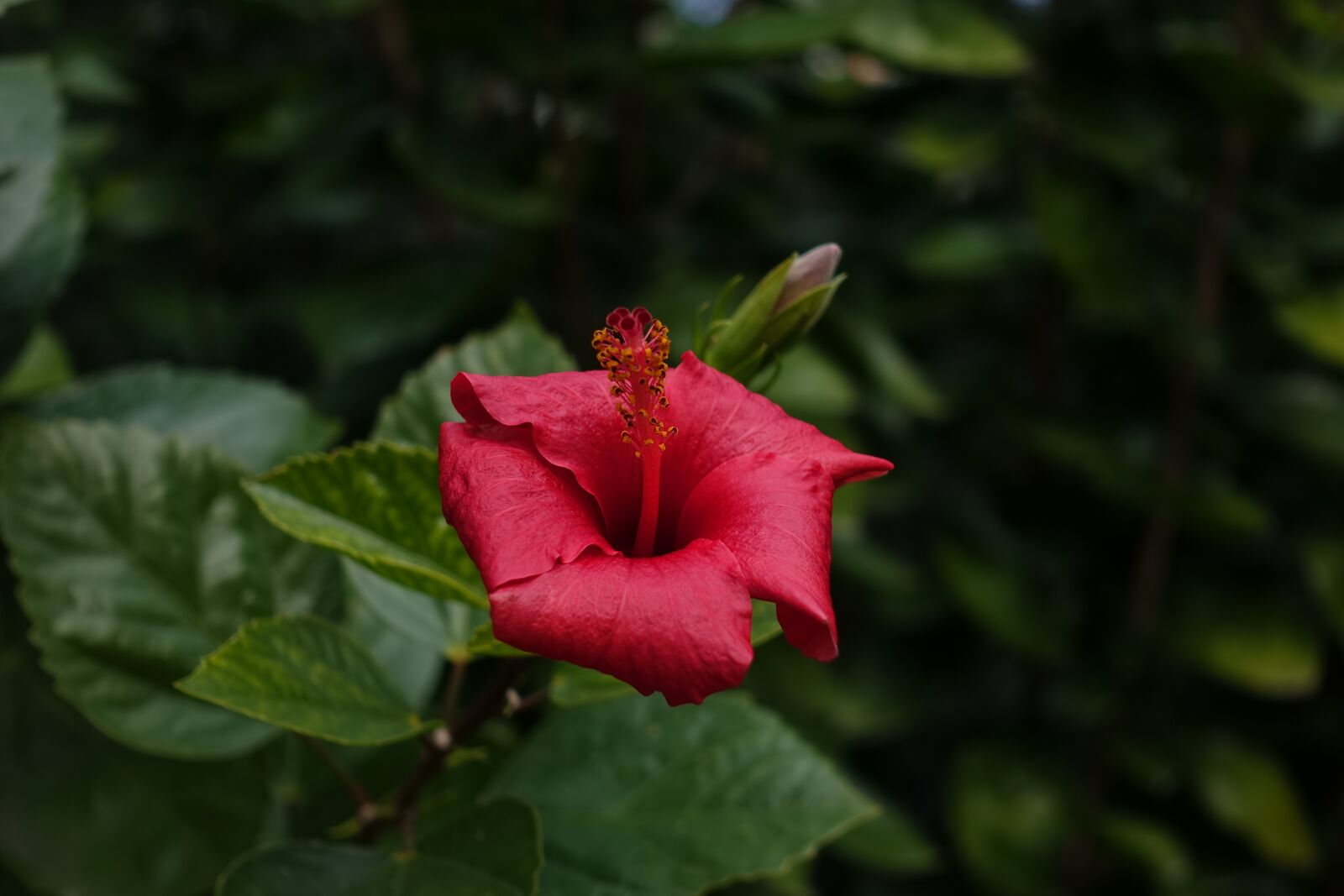 Sony Cyber-shot DSC-RX100 IV sample photo. Red, flower, spring photography