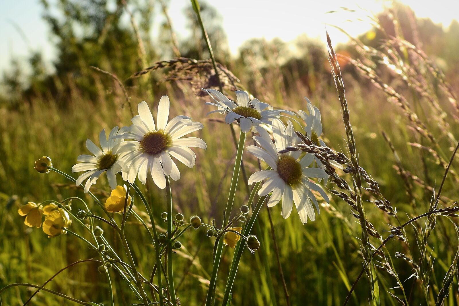 Nikon Coolpix P900 sample photo. Meadow, flowers, spring photography