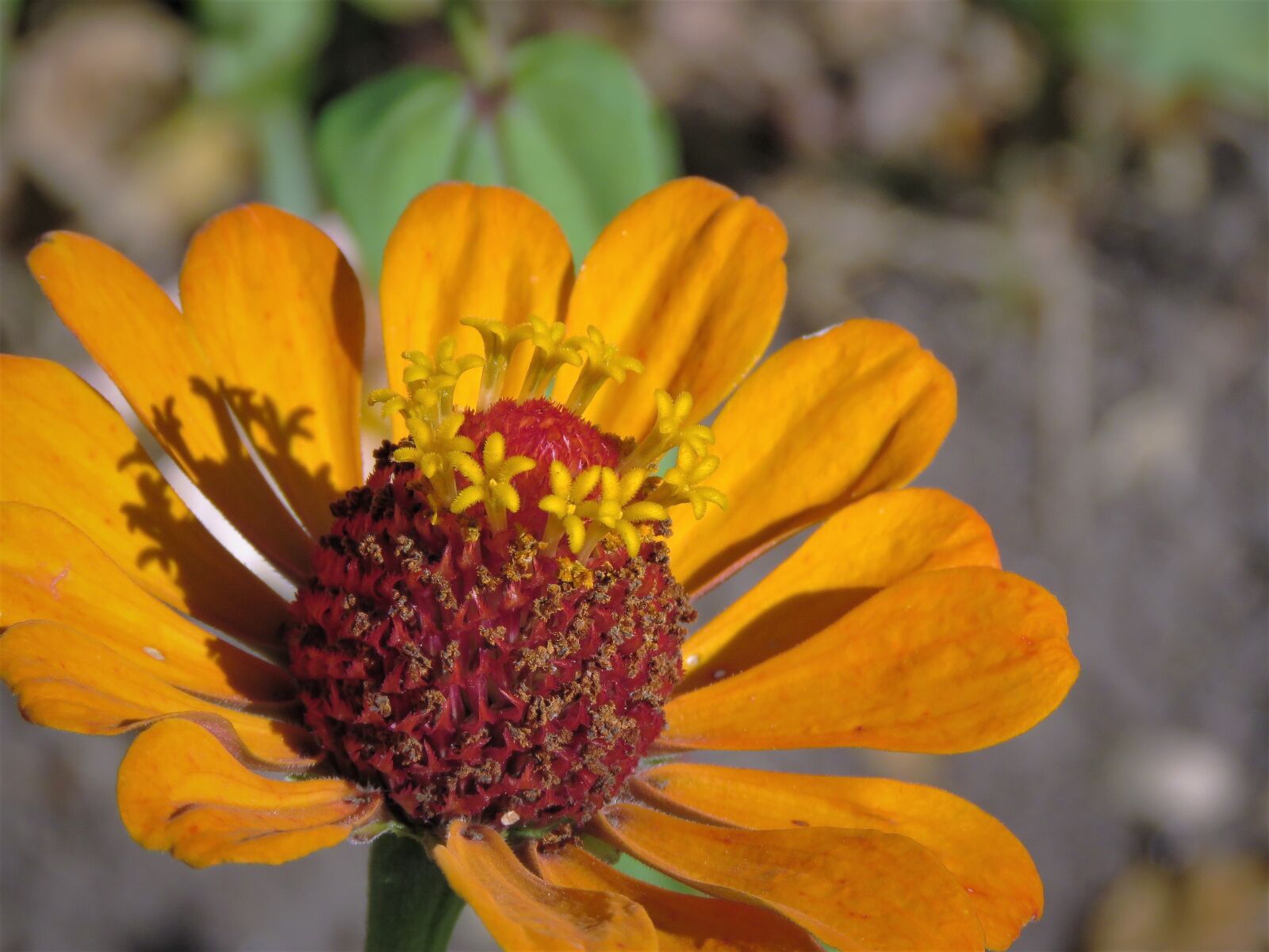Canon PowerShot SX60 HS sample photo. Flower, orange, rust photography