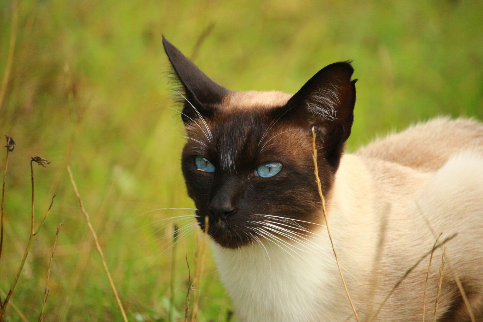 Canon EOS 100D (EOS Rebel SL1 / EOS Kiss X7) sample photo. Cat, mieze, siamese cat photography