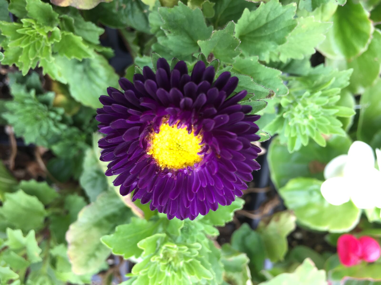 iPhone 6 back camera 4.15mm f/2.2 sample photo