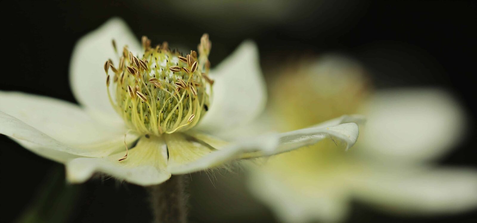 Canon EOS 100D (EOS Rebel SL1 / EOS Kiss X7) sample photo. Flora, nature, leaf, white photography