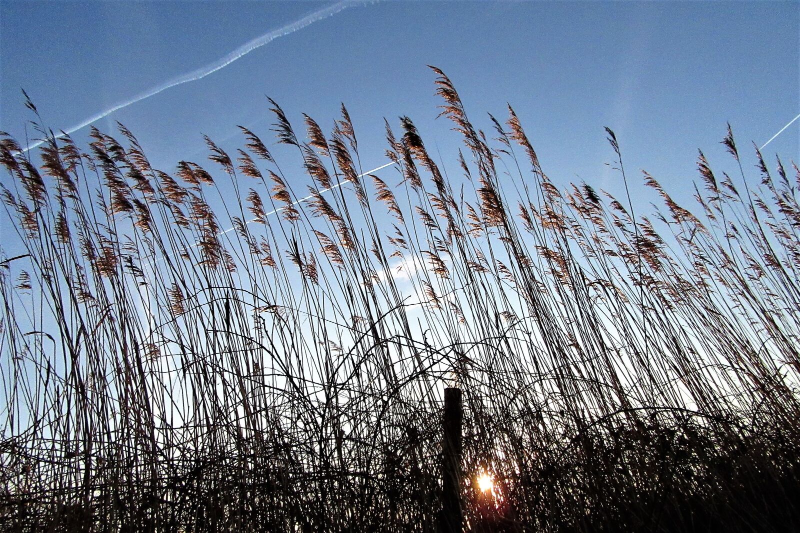 Canon PowerShot SX610 HS sample photo. Reed, sunrise, wind photography