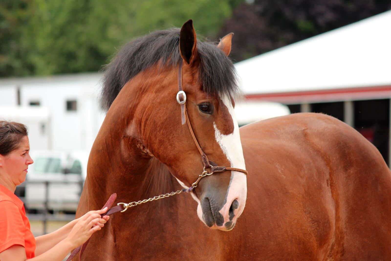 Canon EOS 650D (EOS Rebel T4i / EOS Kiss X6i) + Canon EF-S 55-250mm F4-5.6 IS II sample photo. Horse, animal, draft photography