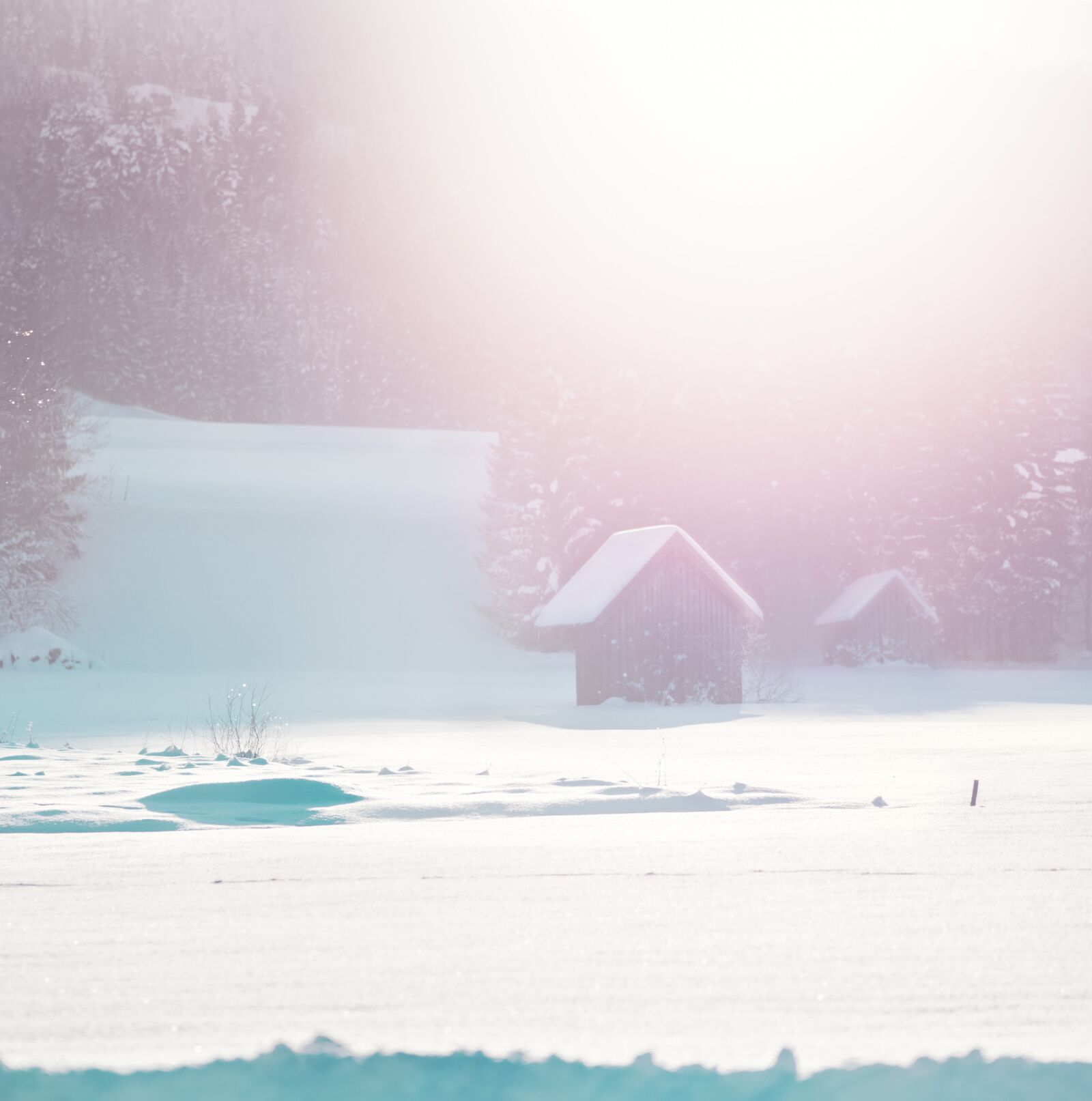 Olympus M.Zuiko Digital ED 75mm F1.8 sample photo. Winter's day, pink mood photography