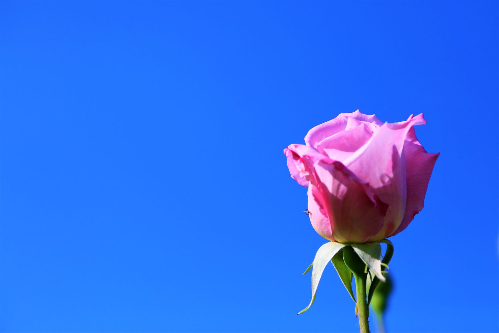 Canon EOS 5D Mark III sample photo. Background, rose, sky photography