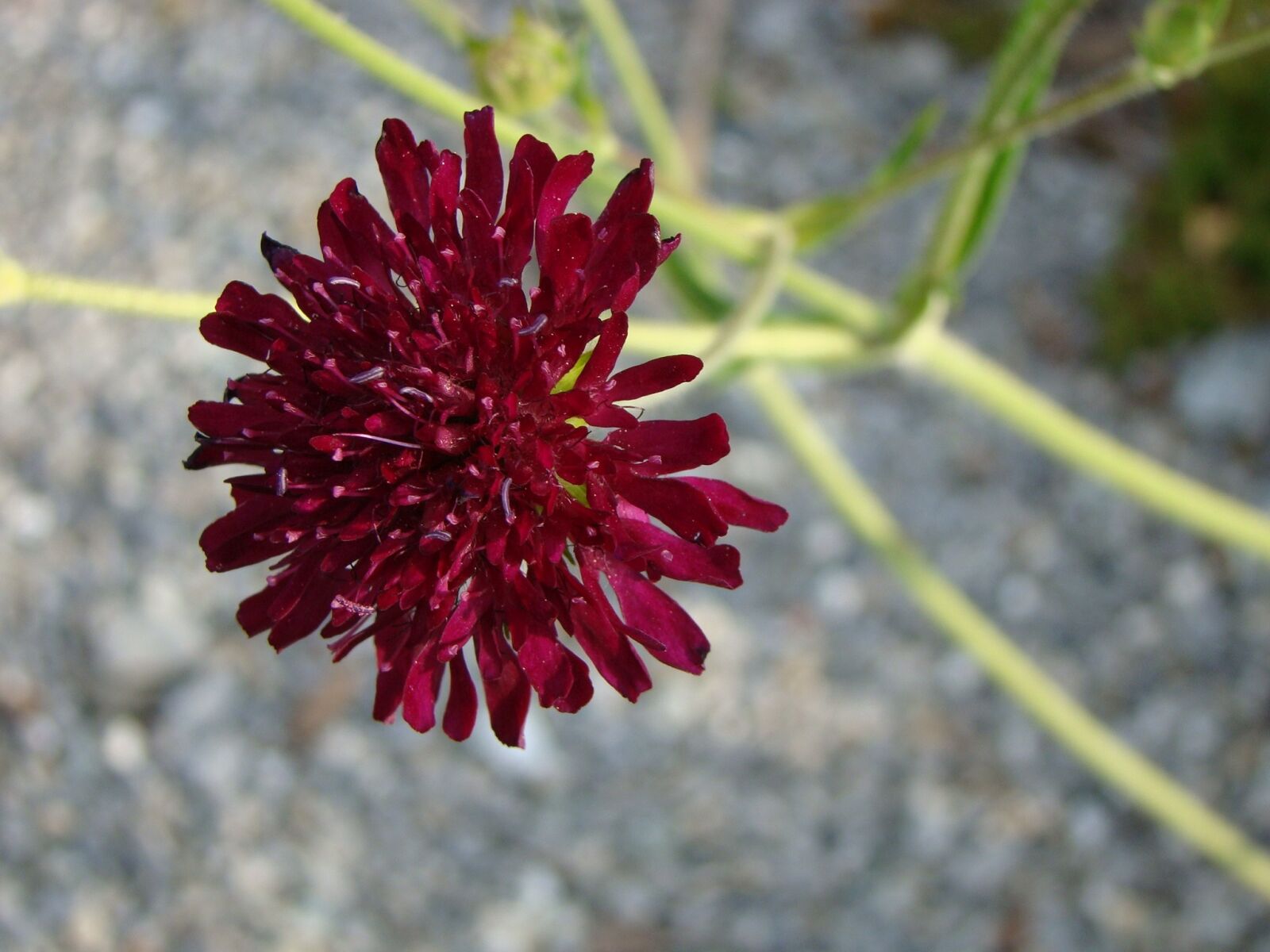 Sony Cyber-shot DSC-H50 sample photo. Pincushion flower, flower, blossom photography