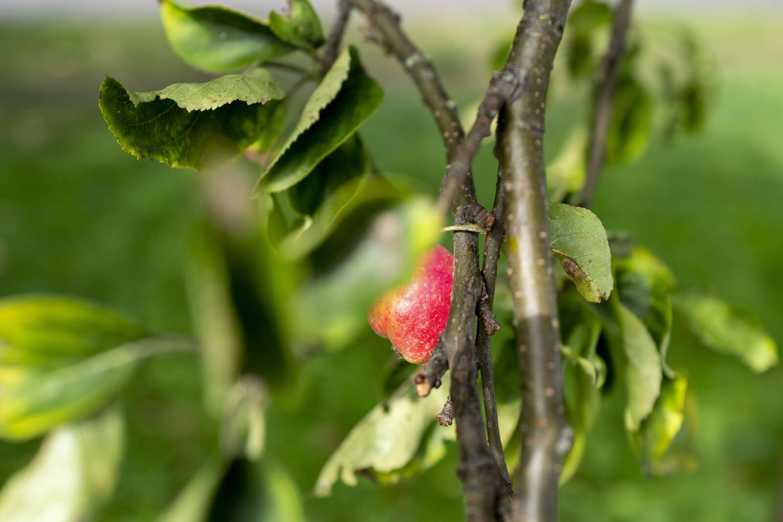 Leica Q2 + SUMMILUX 1:1.7/28 ASPH. sample photo. Fruit, tree, nature photography