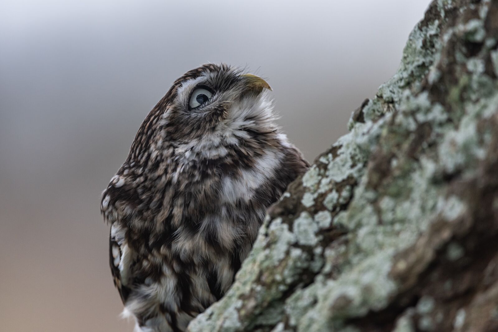 Nikon D810 sample photo. Little owl, bird, nature photography