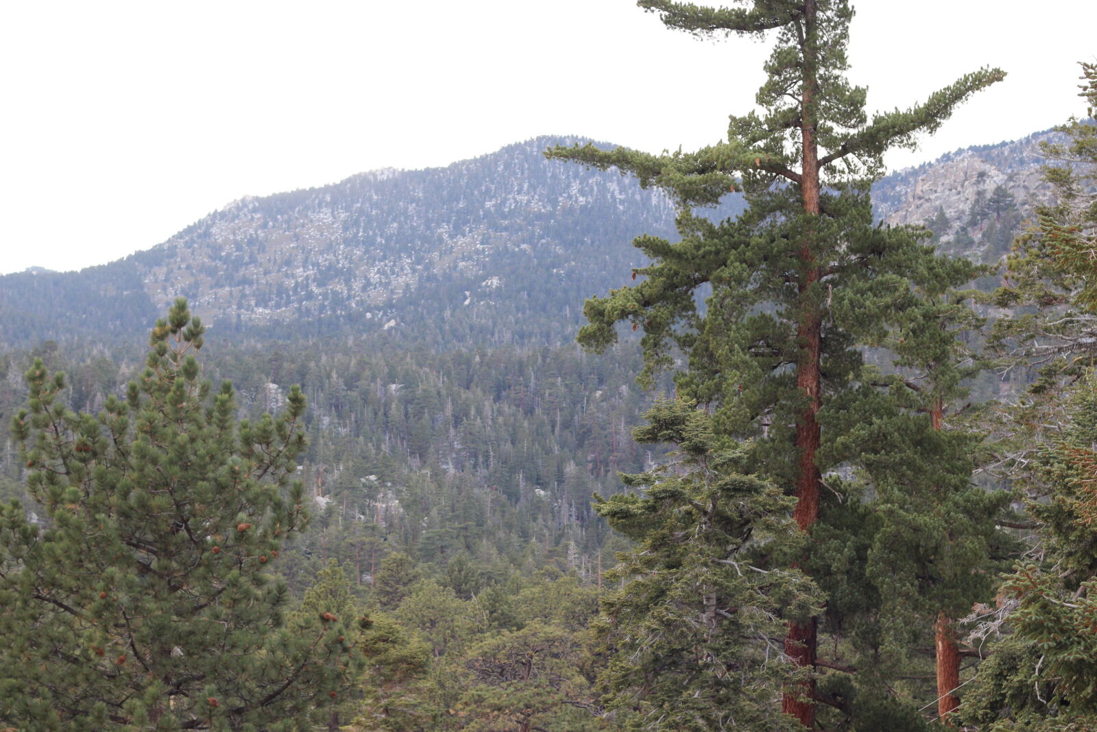 Canon EF 50mm F1.8 II sample photo. Mountain, san, jacinto, mountain photography