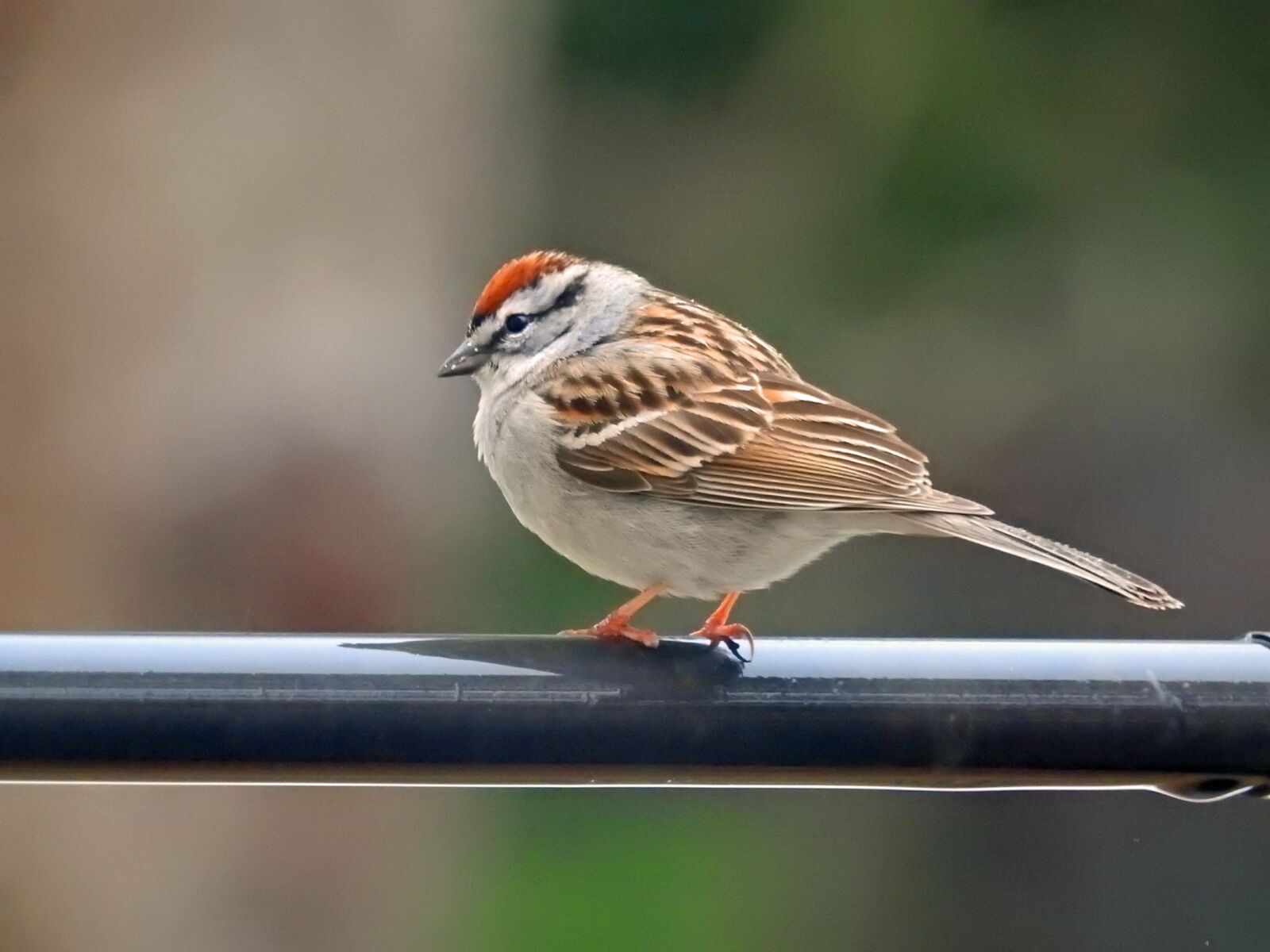 Nikon Coolpix P900 sample photo. Chipping sparrow, nature, bird photography