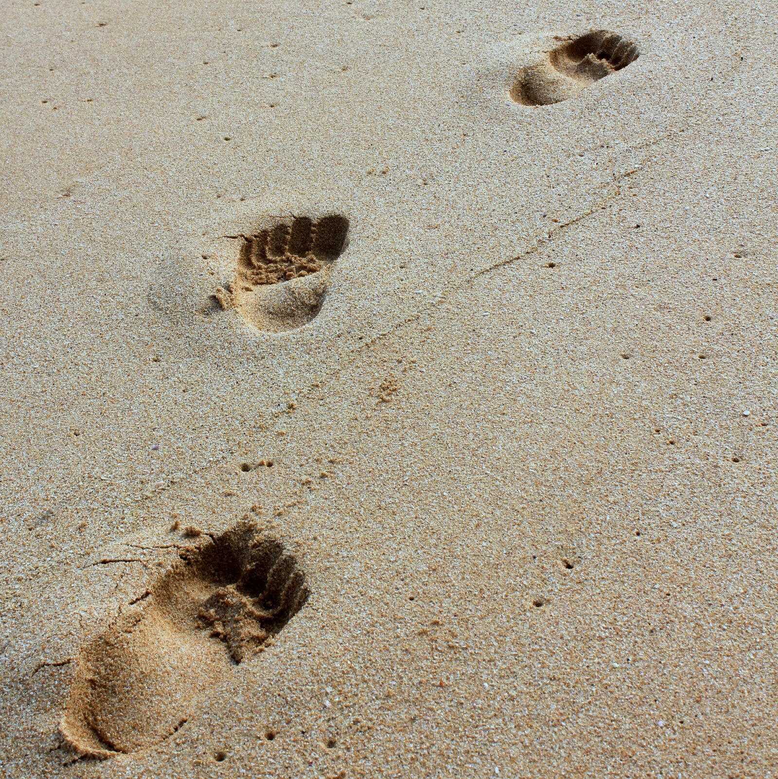 Canon EOS 550D (EOS Rebel T2i / EOS Kiss X4) sample photo. Sand, footprint, beach photography