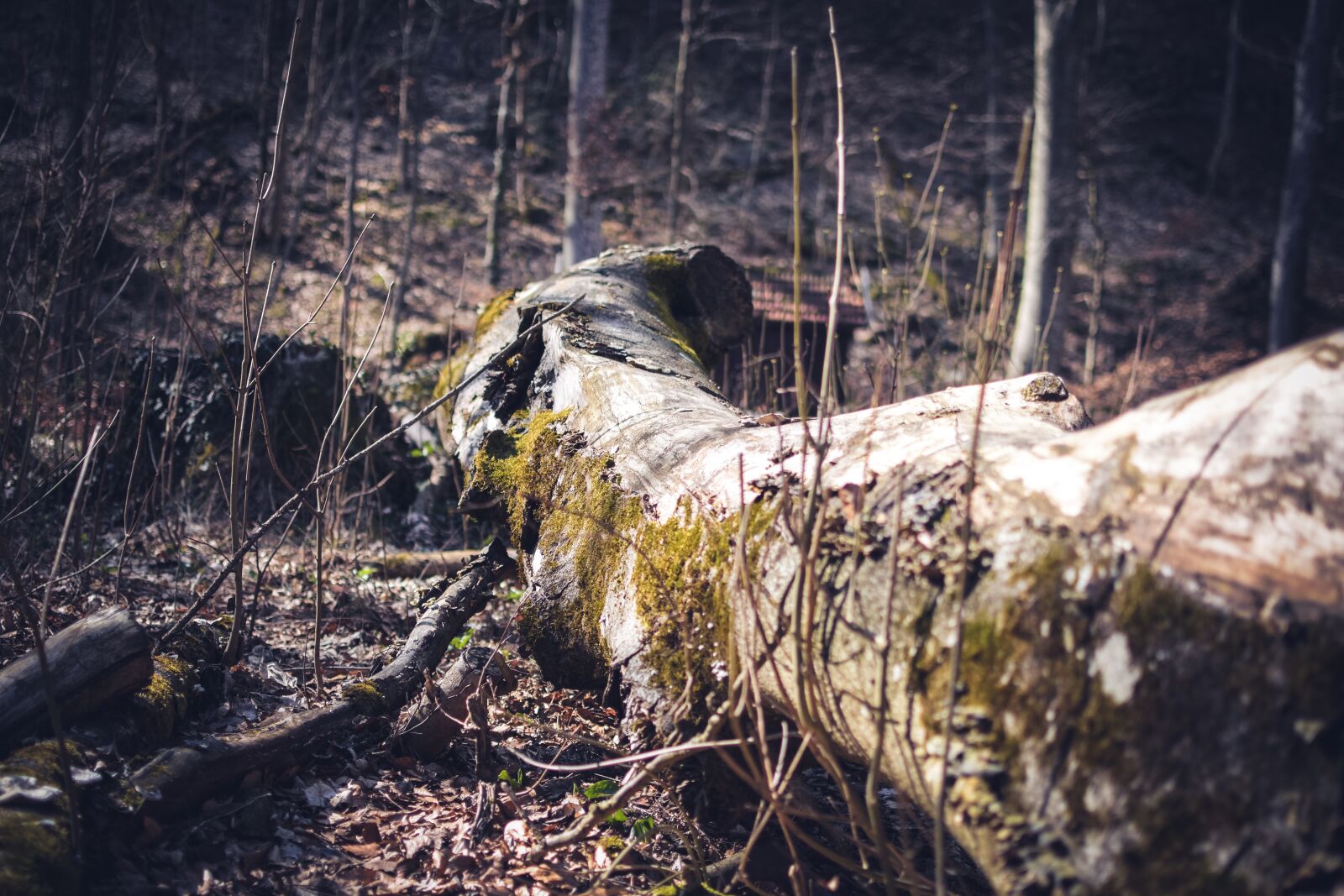 Nikon D7200 sample photo. Log, moss, landscape photography