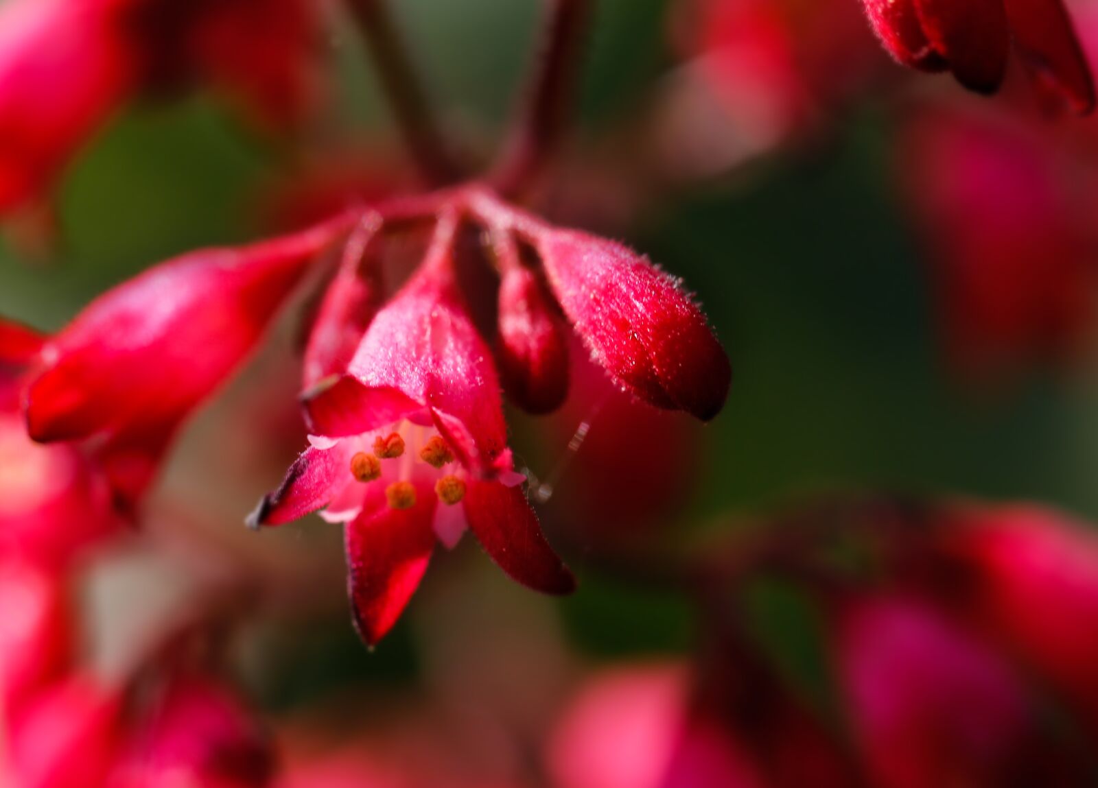 Canon EF 100mm F2.8L Macro IS USM sample photo. Flower, blossom, bloom photography