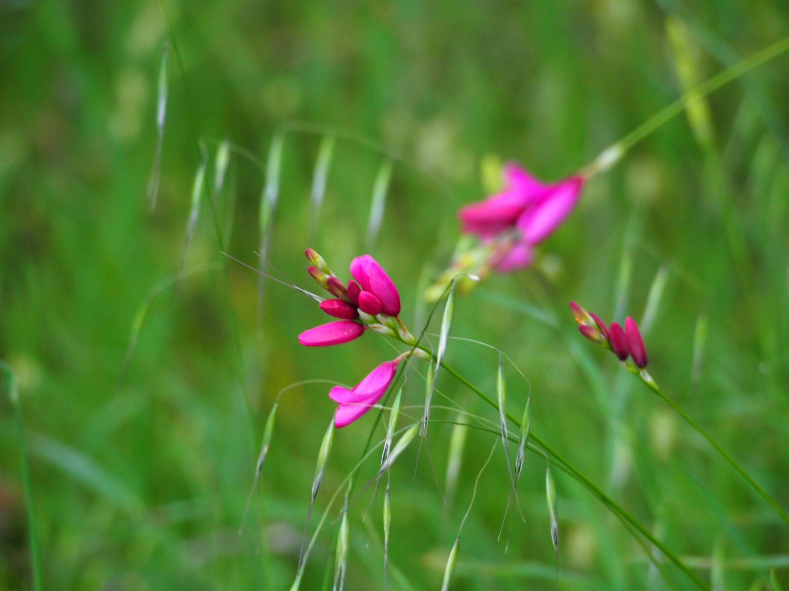 Olympus OM-D E-M5 sample photo. Wildflowers, green, spring photography