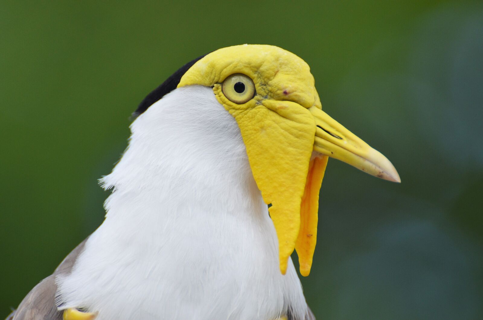 Nikon D5100 sample photo. Lapwing masked australian, vanellus photography
