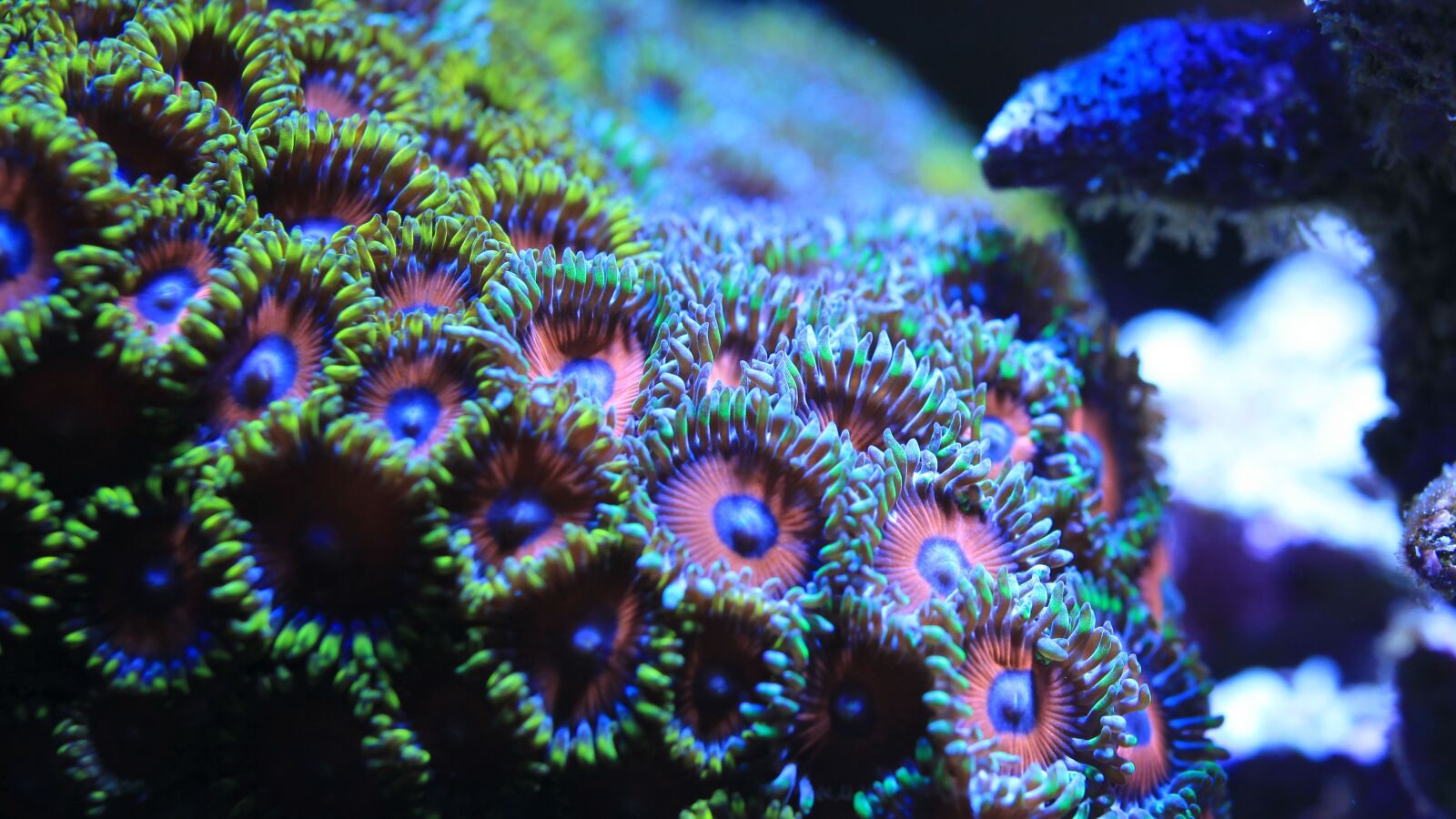 Canon EOS 5D Mark II sample photo. Saltwater fish, aquarium, water photography