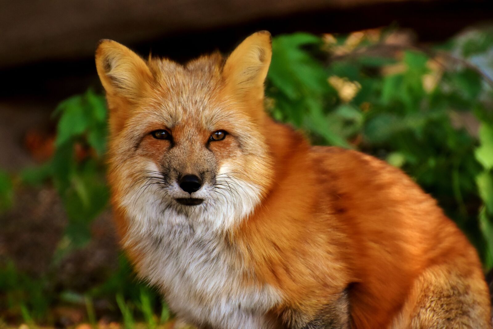 Nikon D7200 sample photo. Fuchs, animal world, wild photography