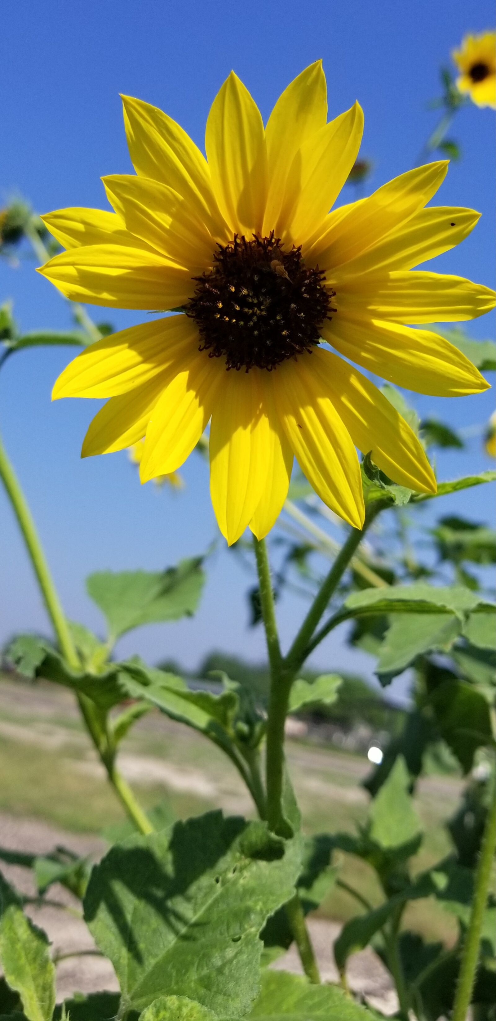 Samsung Galaxy S8 sample photo. Sunflower, single sunflower, cheery photography