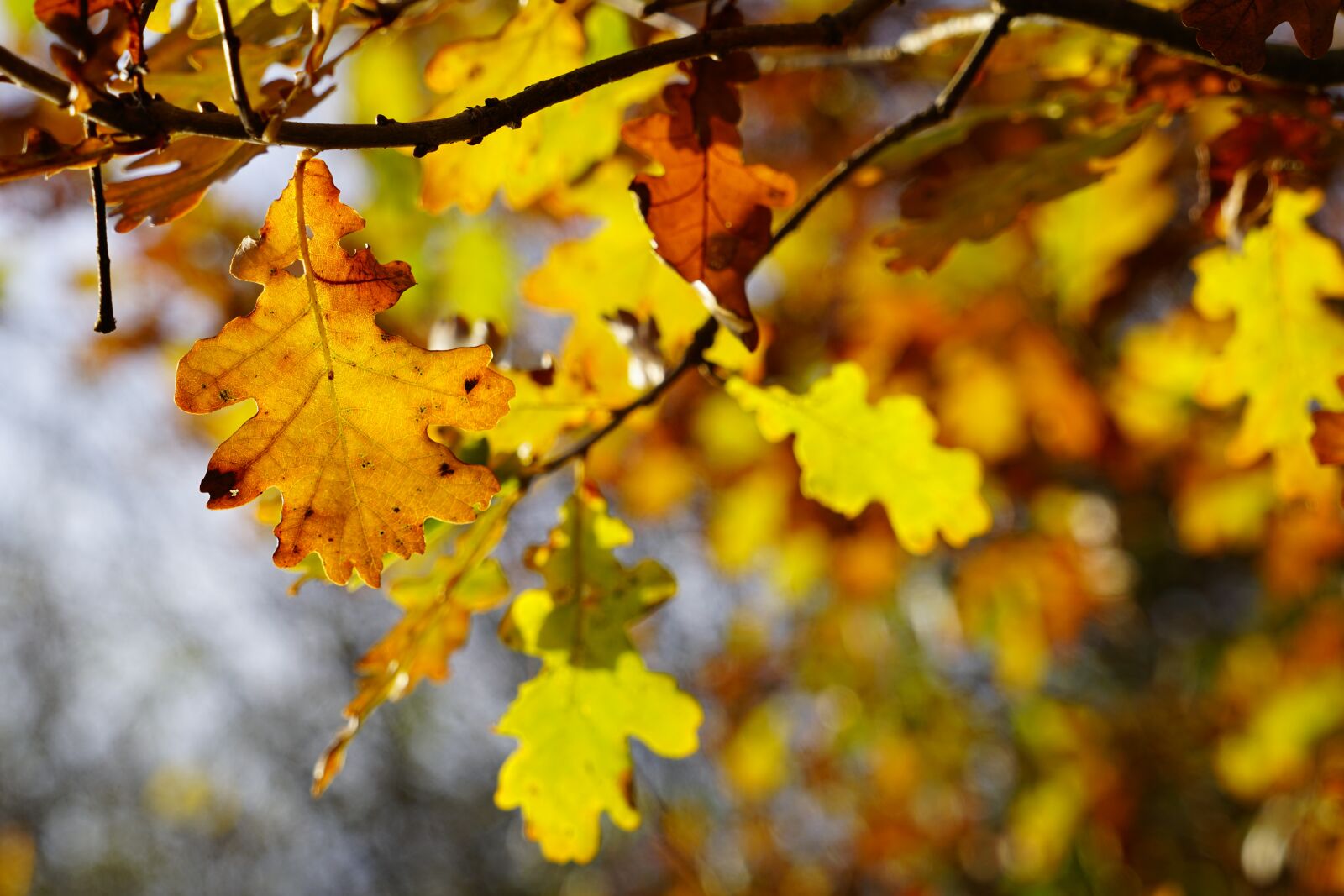 Sony a7R II + Sony FE 24-240mm F3.5-6.3 OSS sample photo. Oak leaves, oak, tree photography