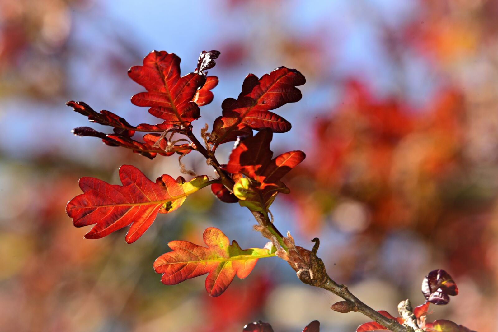 Nikon D750 sample photo. Leaf, branch, twig photography