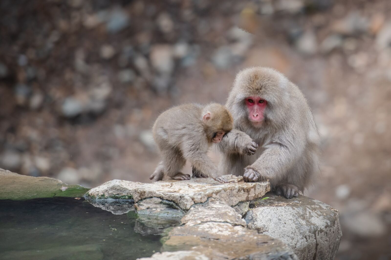 Nikon D850 sample photo. Snow monkey, wild, animal photography