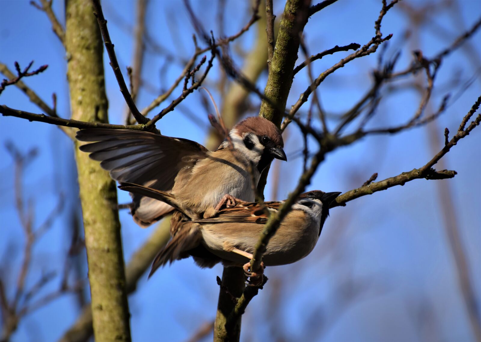Nikon D7200 sample photo. Sparrow, sperling, bird photography