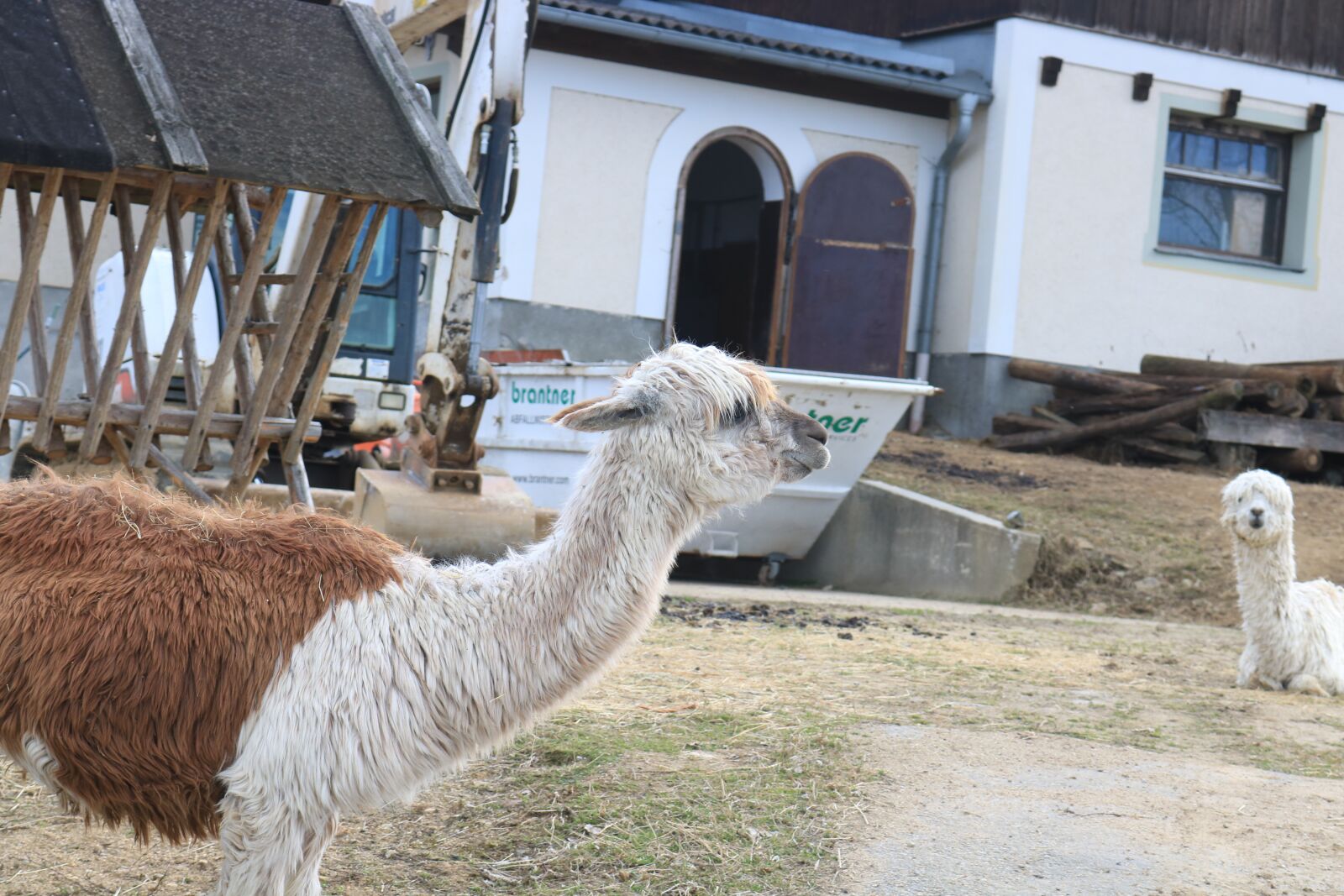 Canon EOS 750D (EOS Rebel T6i / EOS Kiss X8i) sample photo. Alpaca, animal, pet photography