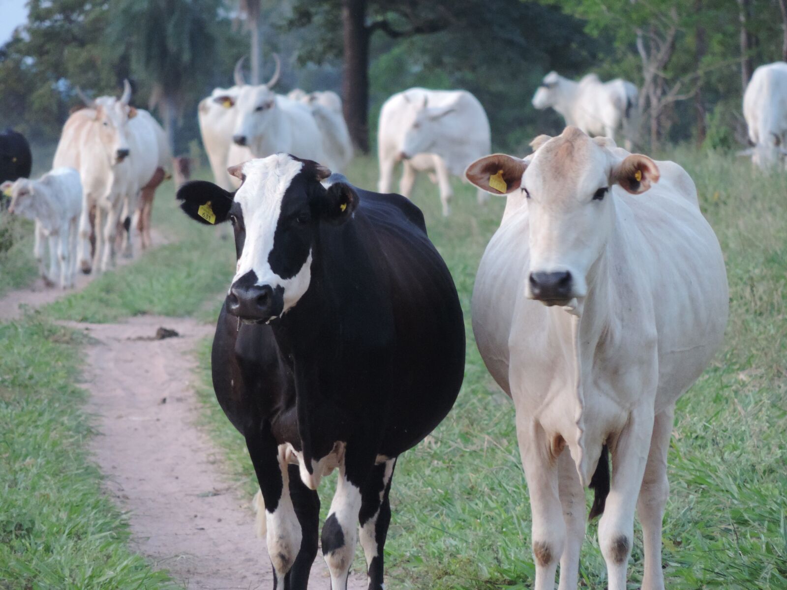 Nikon Coolpix P520 sample photo. Cow, cattle, animal photography