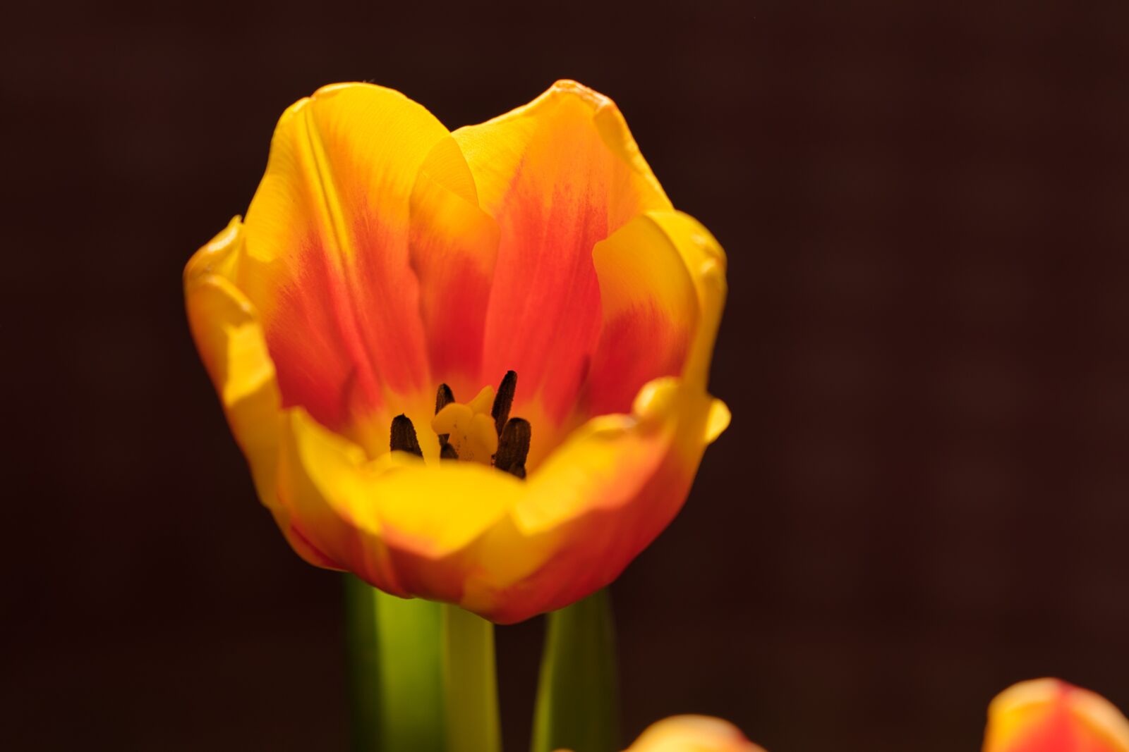Canon EOS 800D (EOS Rebel T7i / EOS Kiss X9i) sample photo. Tulip, flower, macro photography