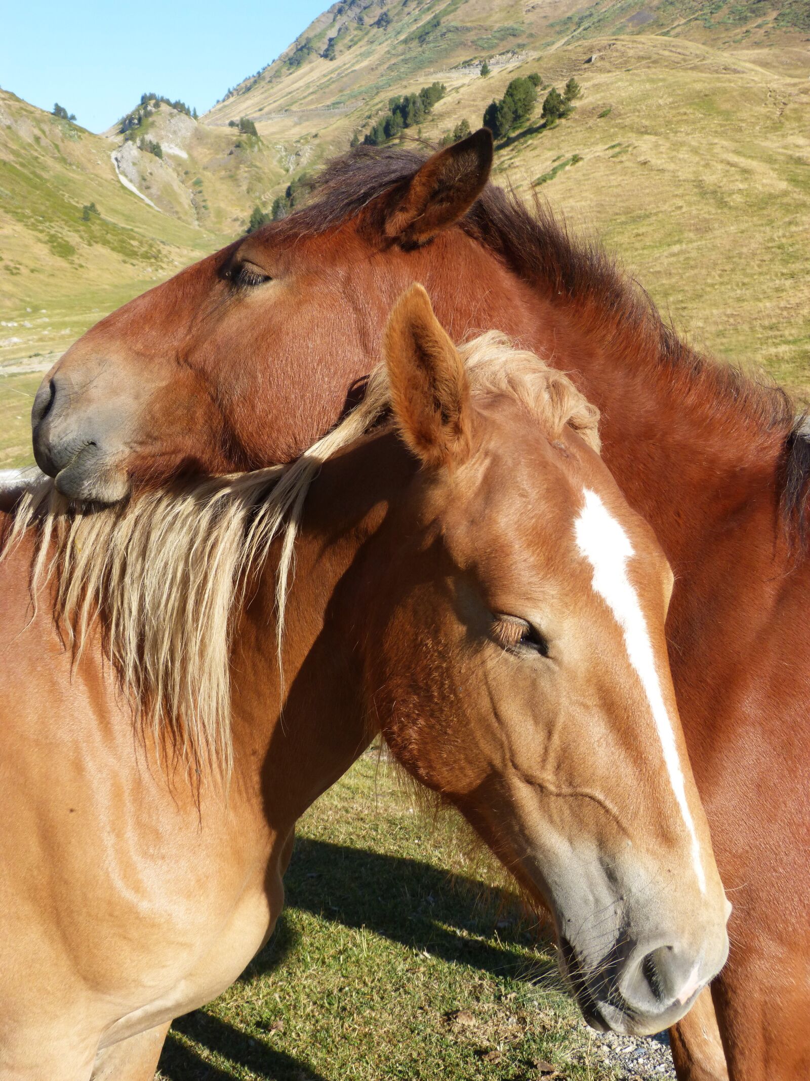 Panasonic DMC-FZ62 sample photo. Horses, couple, val d'aran photography