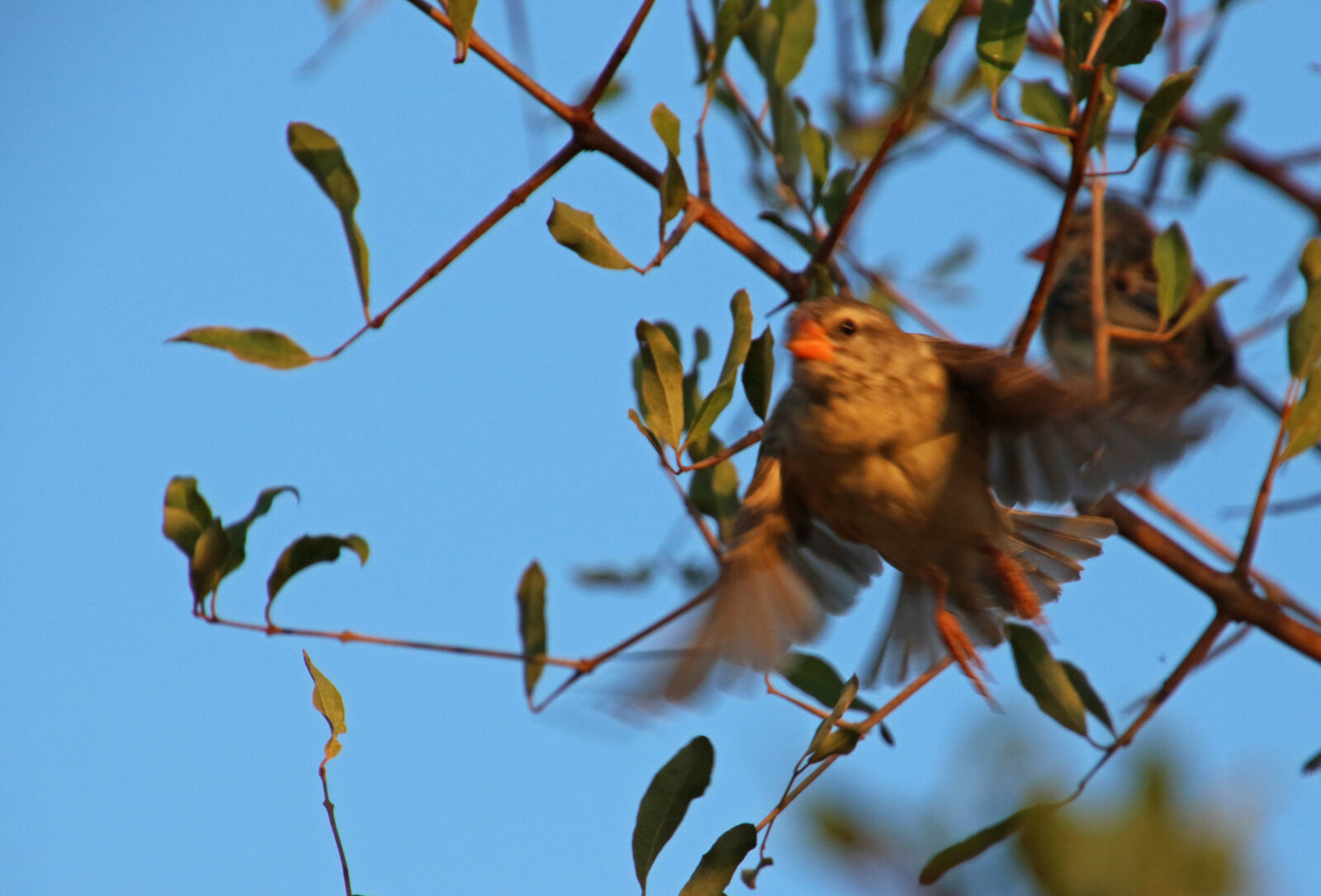 Canon EOS 7D Mark II sample photo. Animal, avian, beak, biology photography