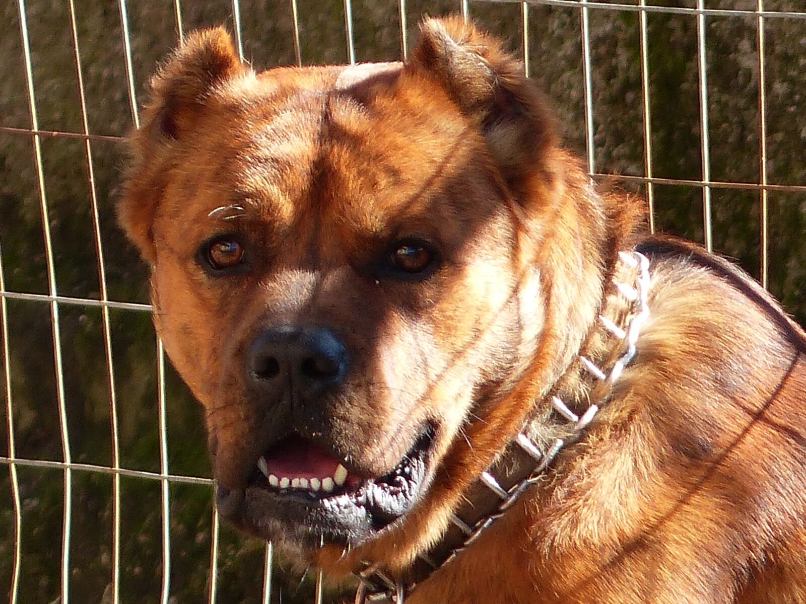 Panasonic Lumix DMC-FZ200 sample photo. Dog, roky, defense photography