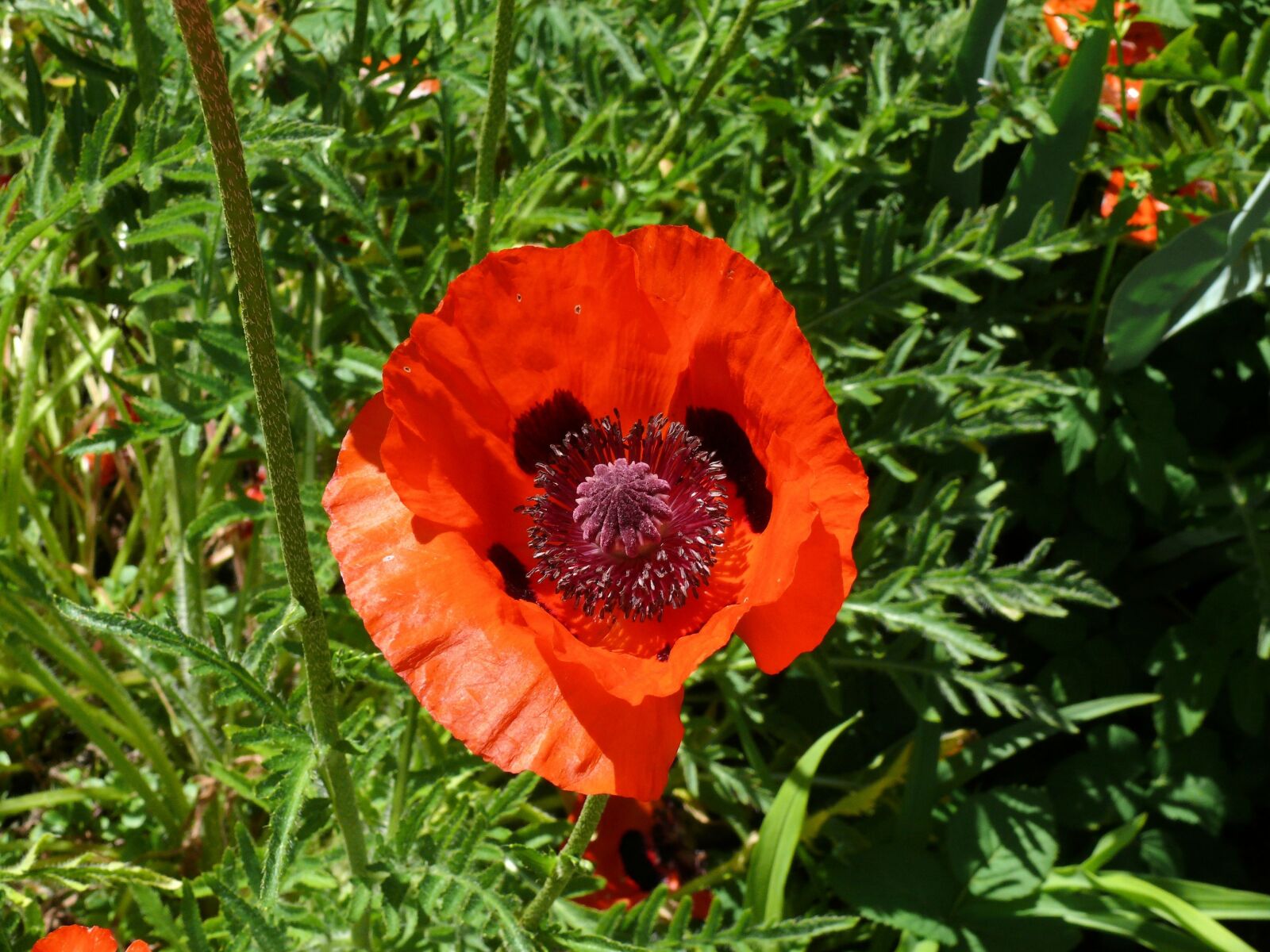 Panasonic DMC-FZ50 sample photo. Poppy, orange, red photography