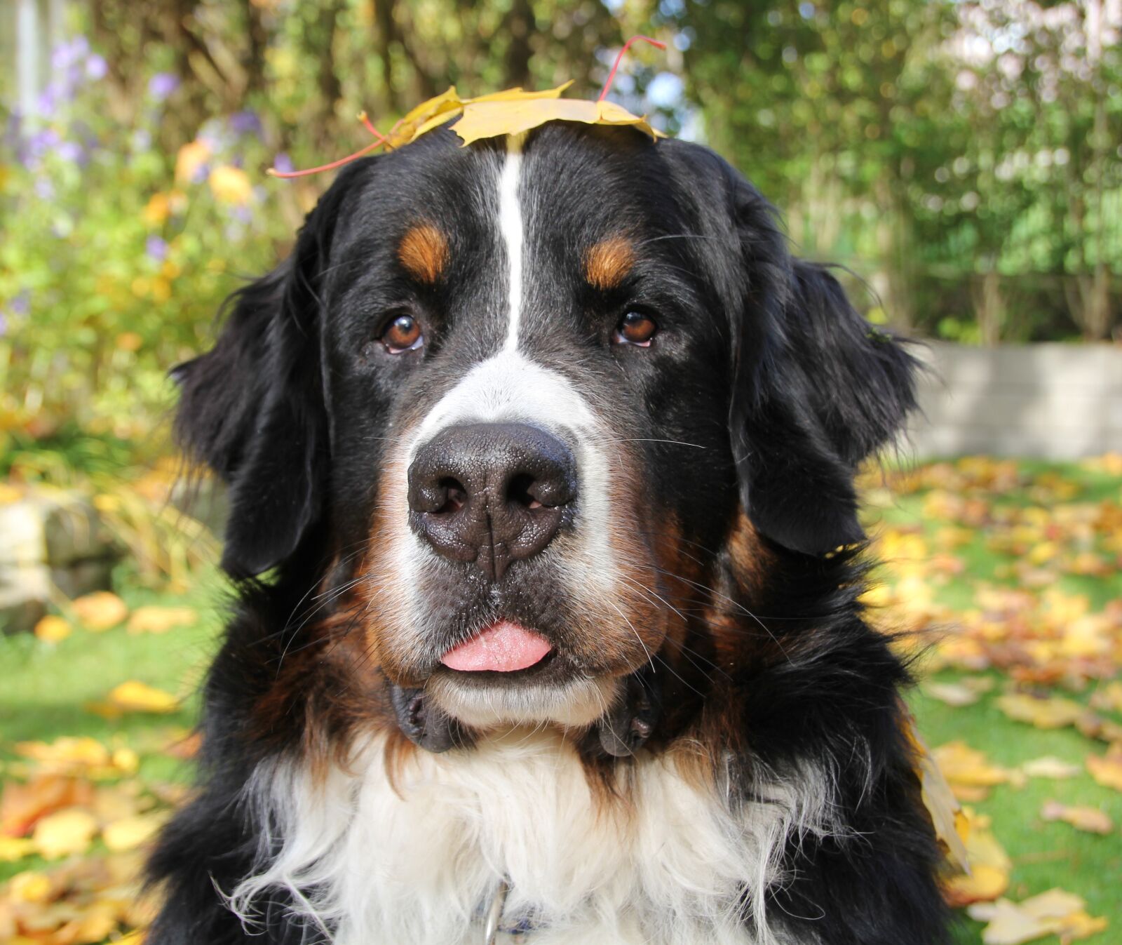 Canon EOS 60D sample photo. Bernese mountain dog, autumn photography