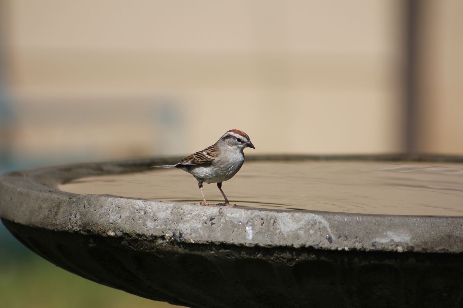 Canon EOS 550D (EOS Rebel T2i / EOS Kiss X4) sample photo. Birdbath, bird, nature photography
