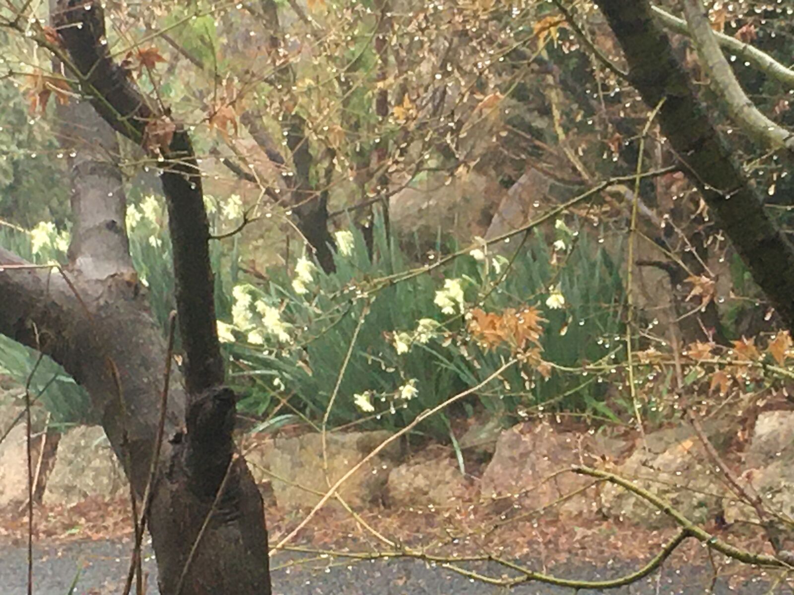 iPhone 6s back camera 4.15mm f/2.2 sample photo. Spring, jonquils, trees photography