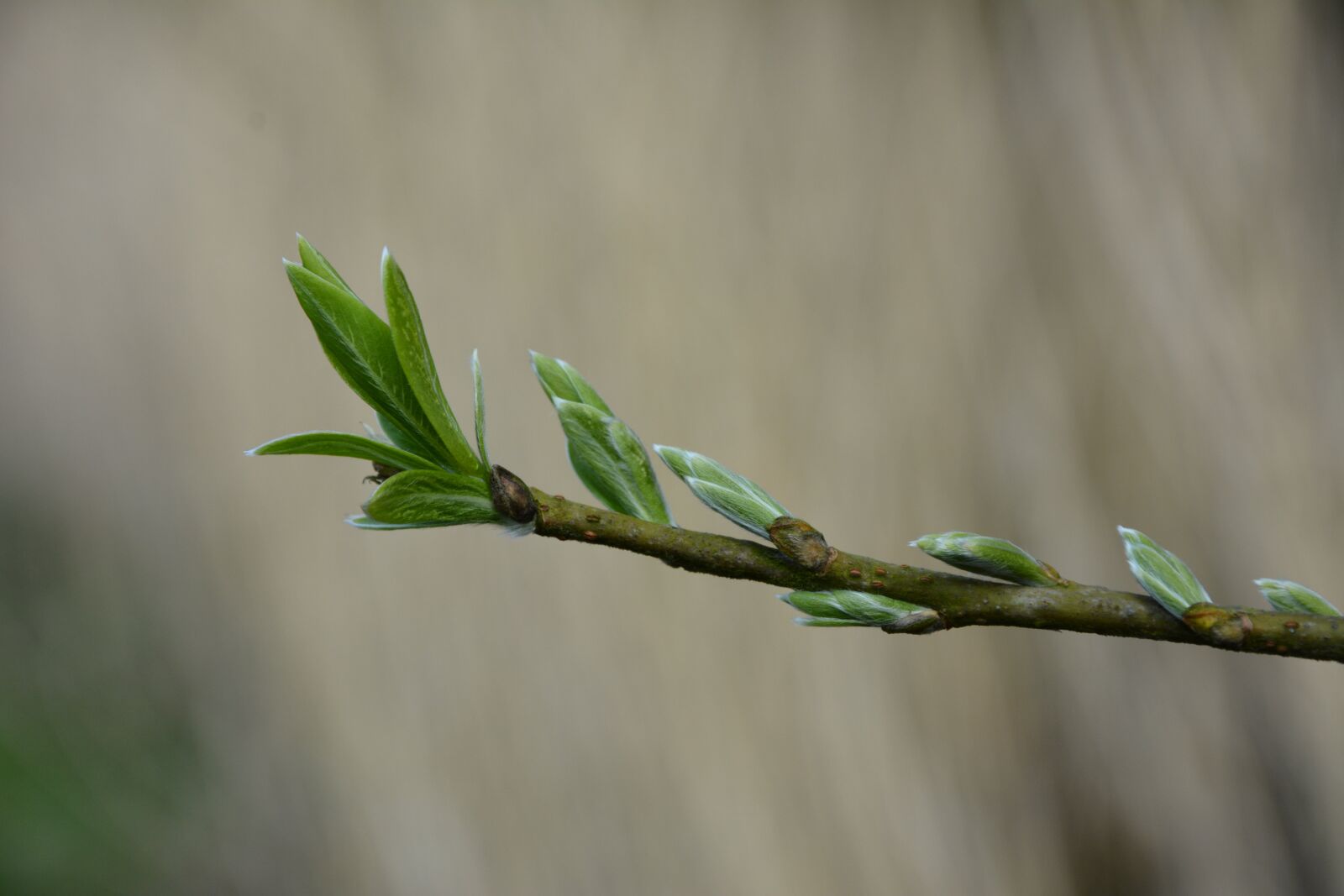 Nikon D7100 sample photo. Branch, spring, nature photography