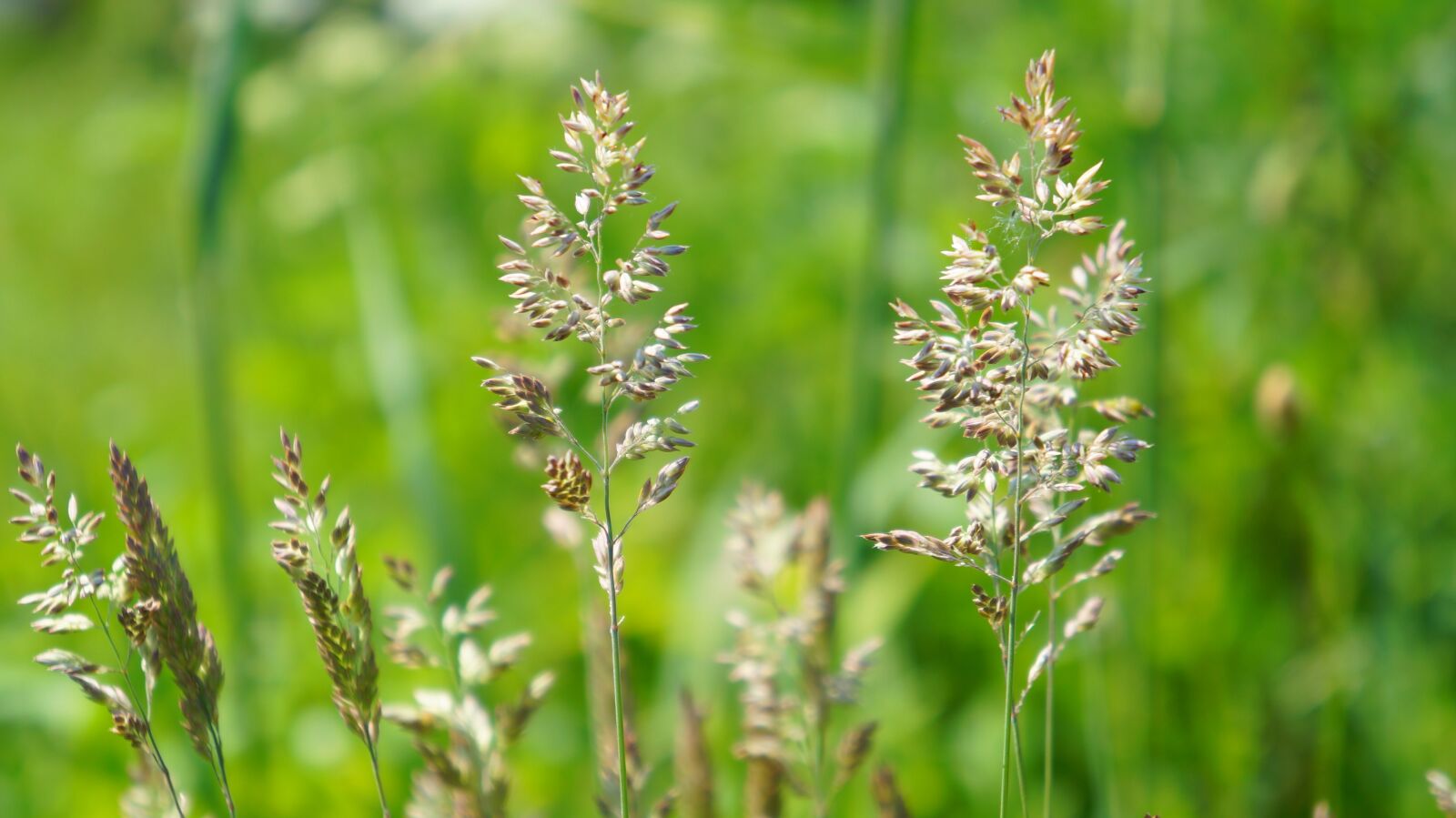 Sony Alpha a3000 + Sony E 18-55mm F3.5-5.6 OSS sample photo. Nature, plants, grass photography