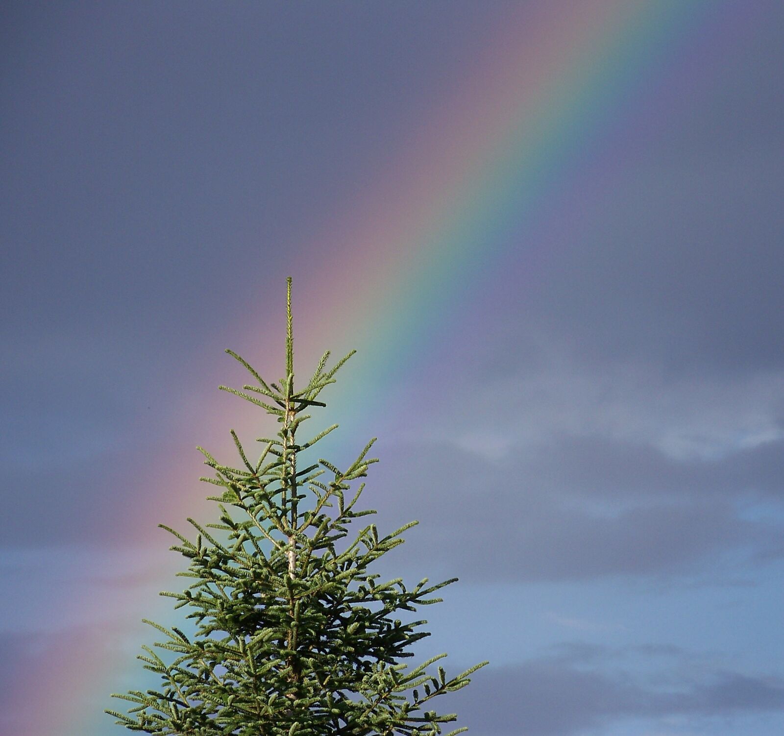 Kodak Z712 IS ZOOM DIGITAL CAMERA sample photo. Rainbow, sky, tree photography