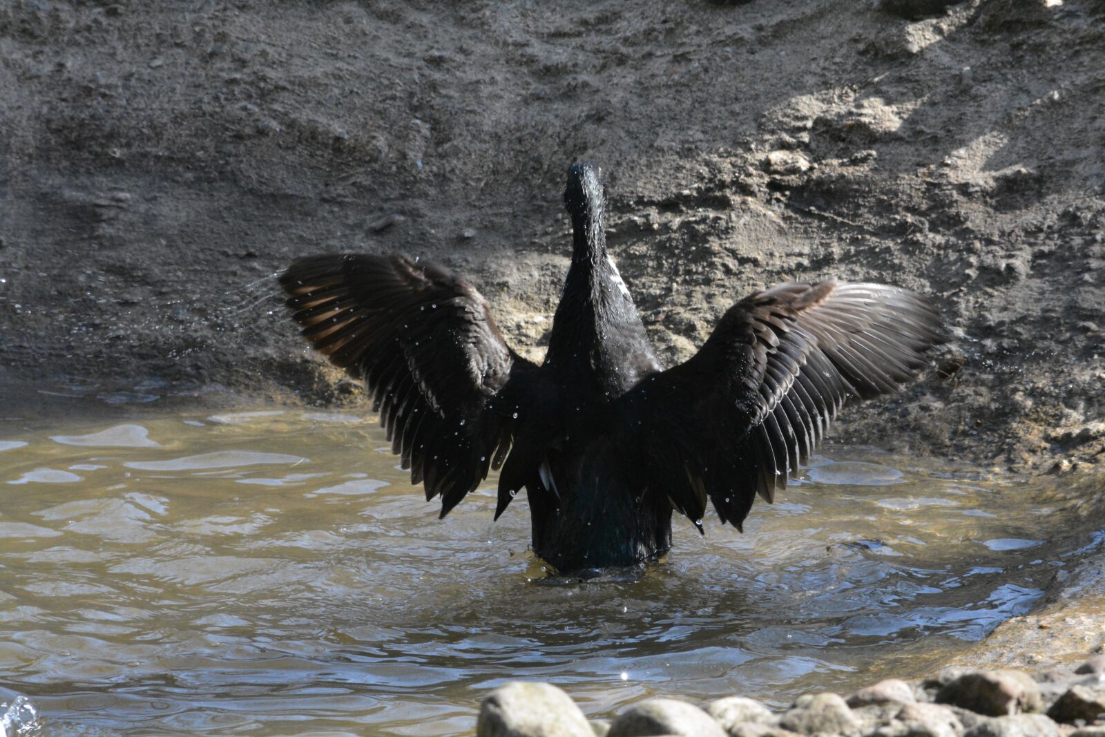 Nikon D5200 sample photo. Bird, waters, animal world photography