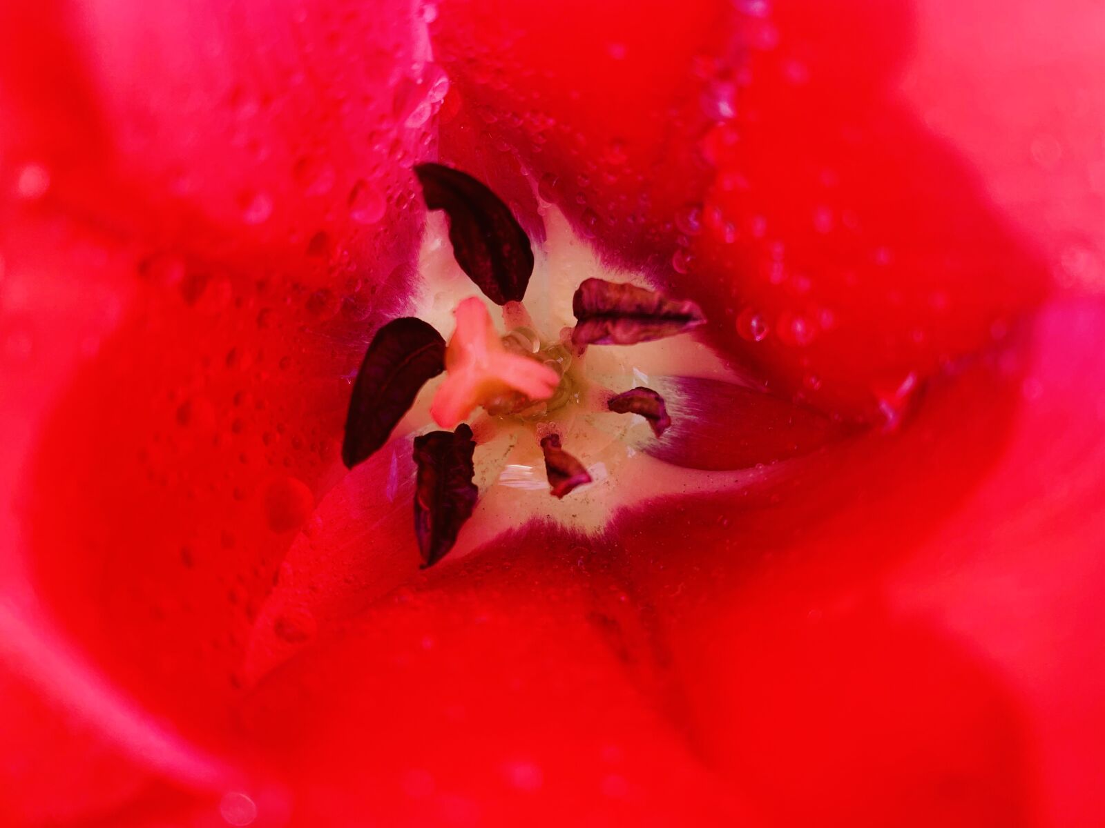 iPhone XR back camera 4.25mm f/1.8 sample photo. Spring, tulip, garden photography