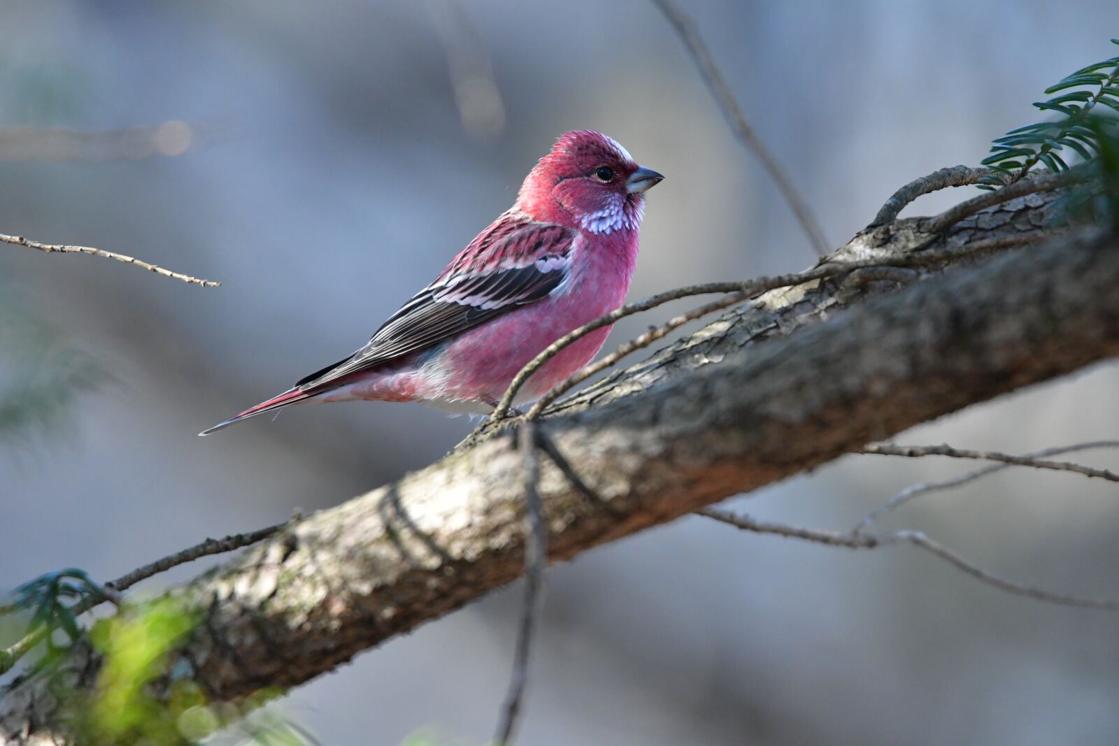 Nikon D500 sample photo. Bird, natural, outdoors photography