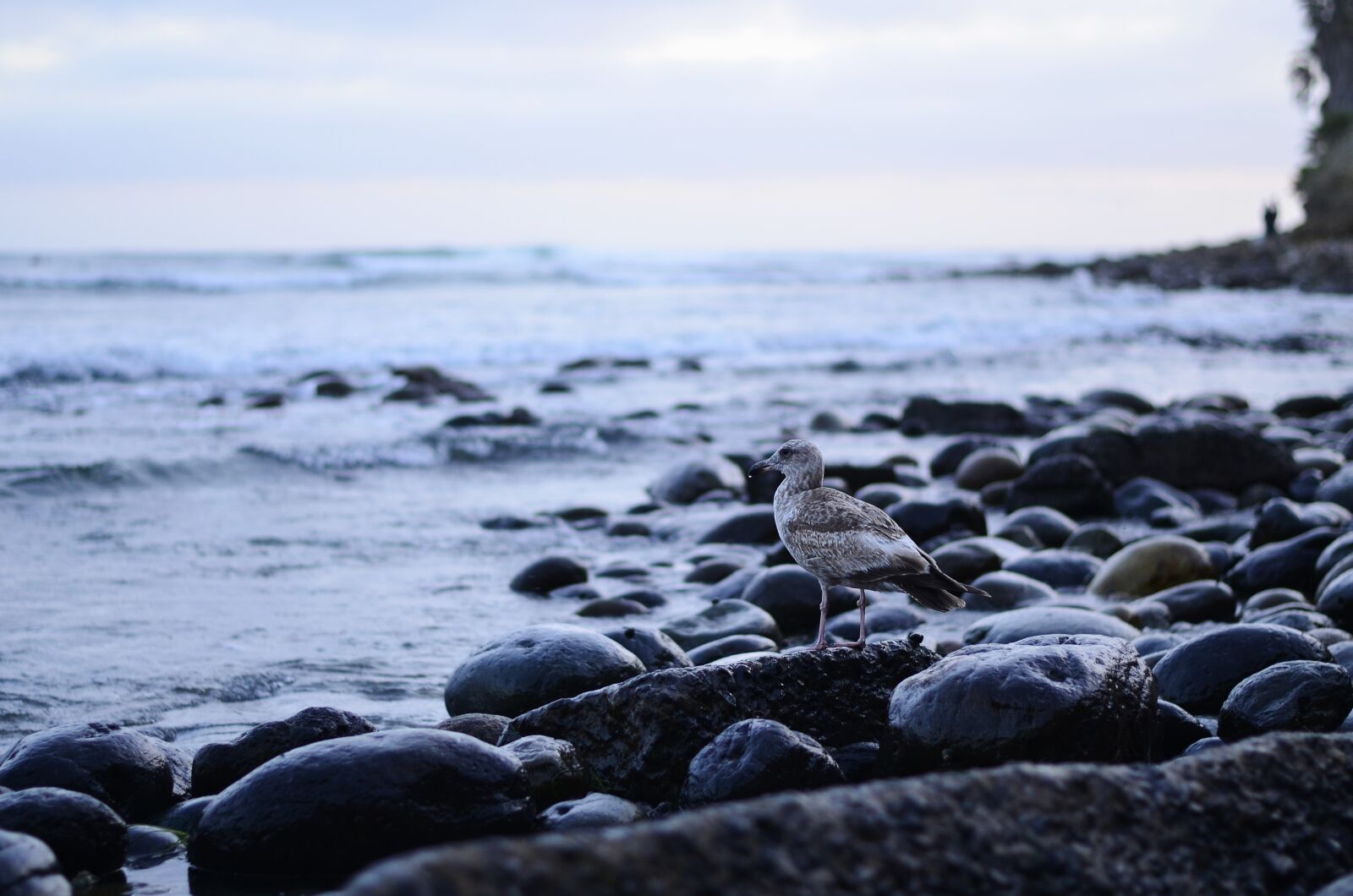 Nikon D7000 sample photo. Usa, california, pacific beach photography