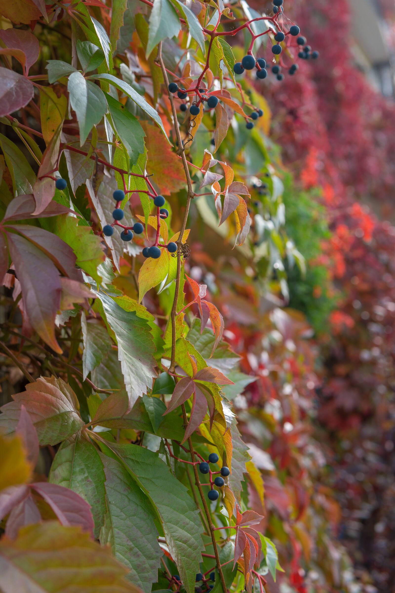 30mm F1.4 DC DN | Contemporary 016 sample photo. Autumn, leaves, colorful photography